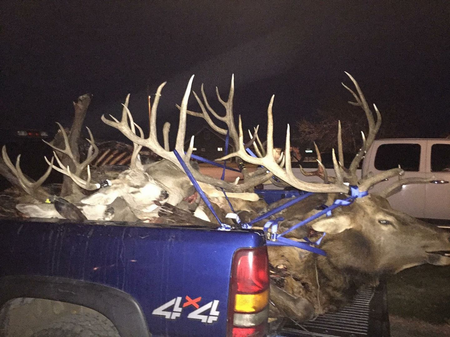 Hunting trophy